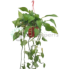 money plant hanging 120cm r2