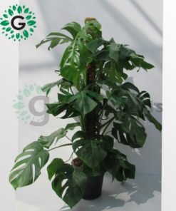 monstera big 2