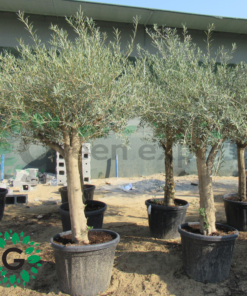 olea europea 2m 2