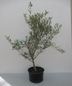 olea small 2