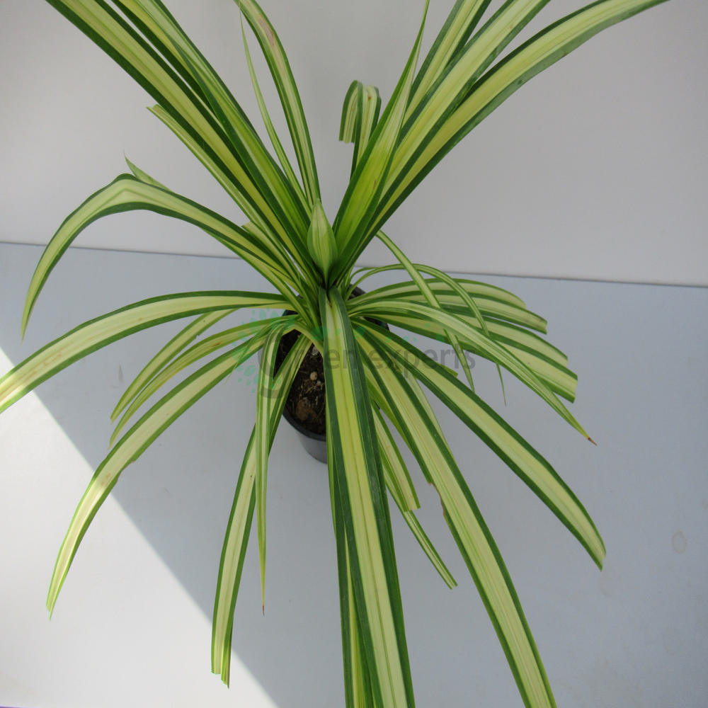 Variegated Dwarf Pandanus 40cm Green Experts Landscape LLC