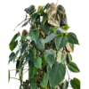 philodendron 2m R2