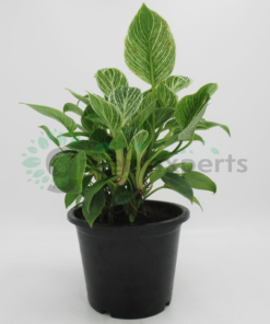 philodendron birkin 6L R2