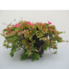 portulaca 6L R1