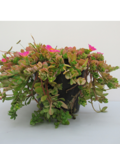 portulaca 6L R1