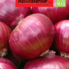red onion seeds