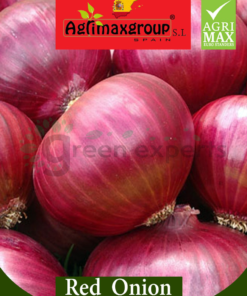 red onion seeds