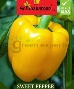 sweet pepper yellow