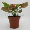 syngonium red p12 R2