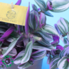 tradescantia nanouk 4