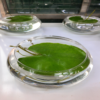 water lily 1