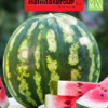 aglimacgroup watermelon