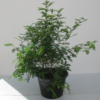 zanthoxylum plant 1