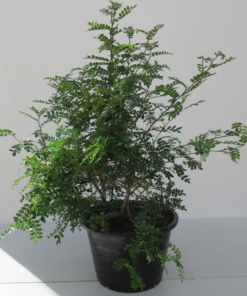 zanthoxylum plant 1