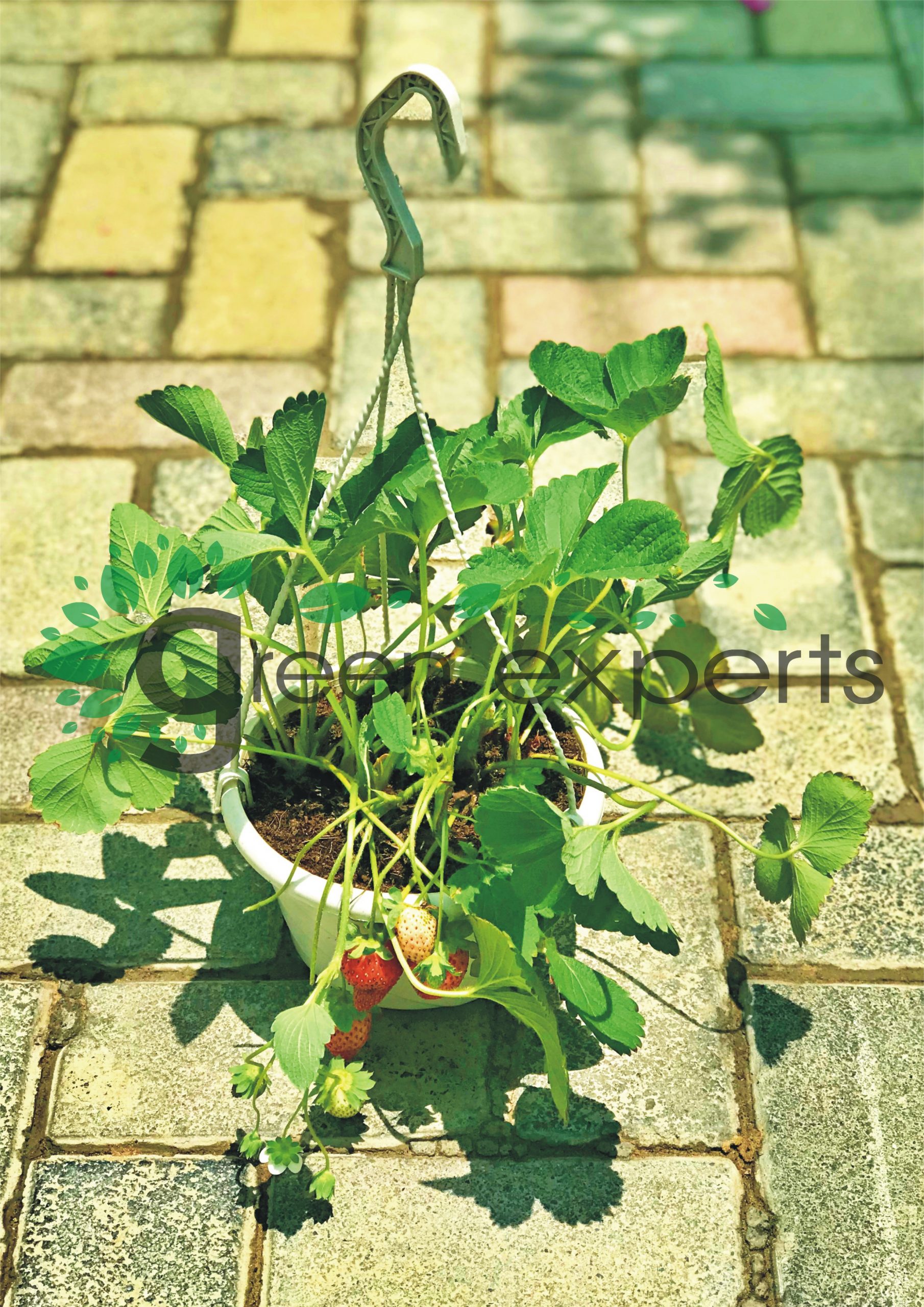 Strawberry Hanging Plant Green Experts Landscape LLC