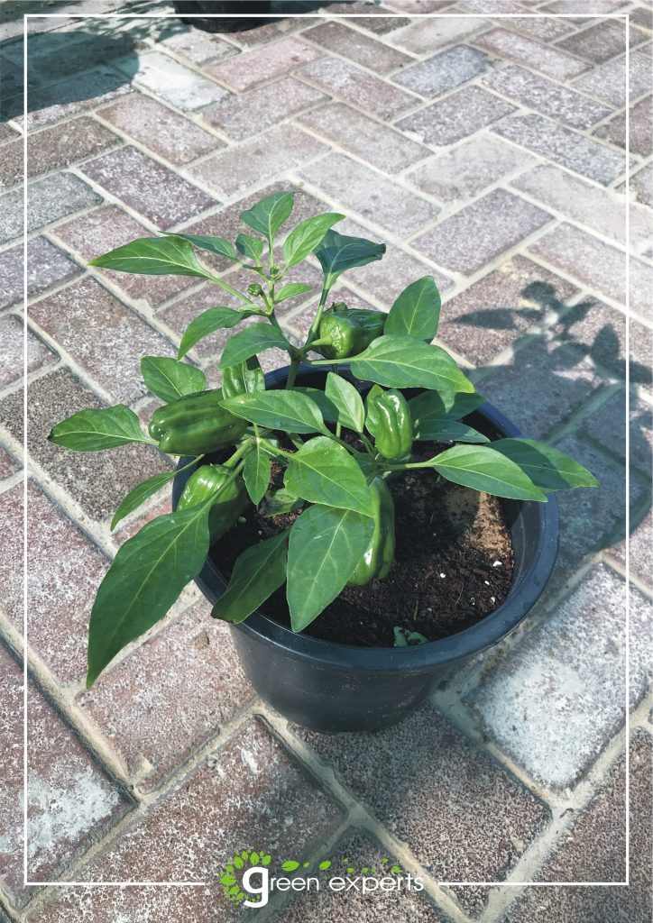 Capsicum Fruit - Green Experts Landscape LLC